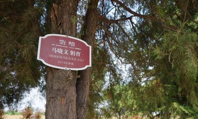 如何打造完美的以镇邪将军墓（游戏玩家必看的墓穴打法介绍）