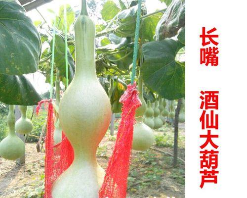 《只狼》葫芦种子位置攻略（收集血药种子的技巧与策略）